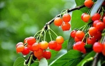 周村富硒水果哪家好（富硒果蔬）-硒宝网