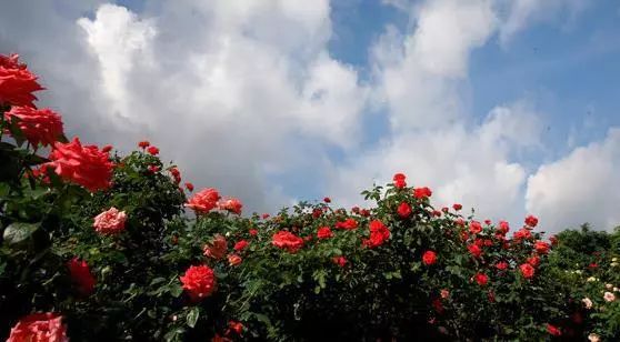 周村富硒水果哪家好（富硒果蔬）-硒宝网