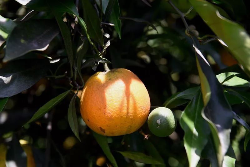 富硒第一的水果品种(富硒水果前十名)-硒宝网