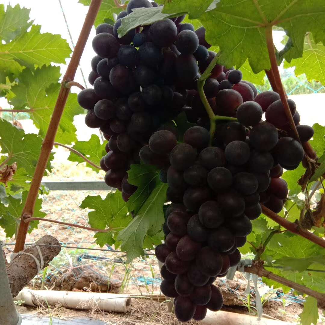 富硒第一的水果品种(富硒水果前十名)-硒宝网