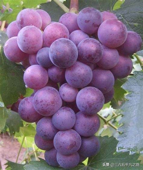 富硒维生素c的水果（富含维生素硒的食物和水果）-硒宝网