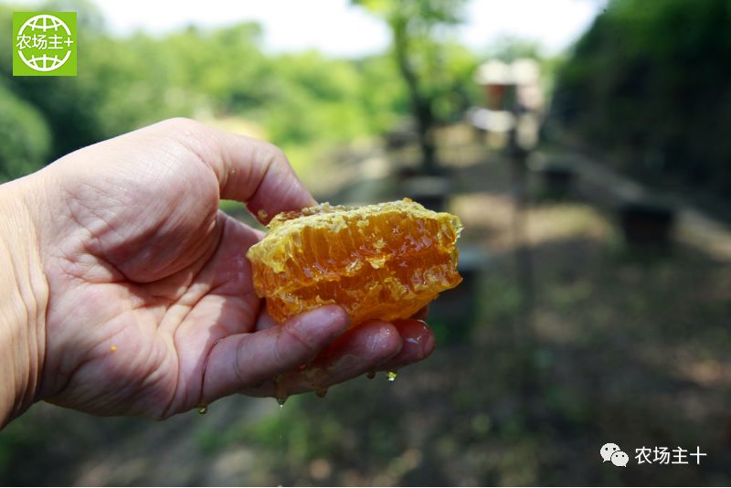 哪种硒产品最安全好(好的硒产品都有哪些)-硒宝网