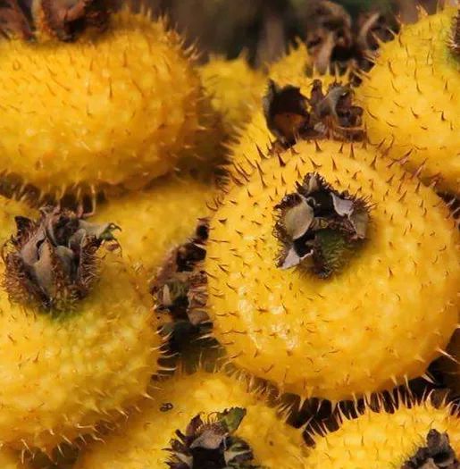 富硒维生素c的水果(富维生素c的水果)-硒宝网