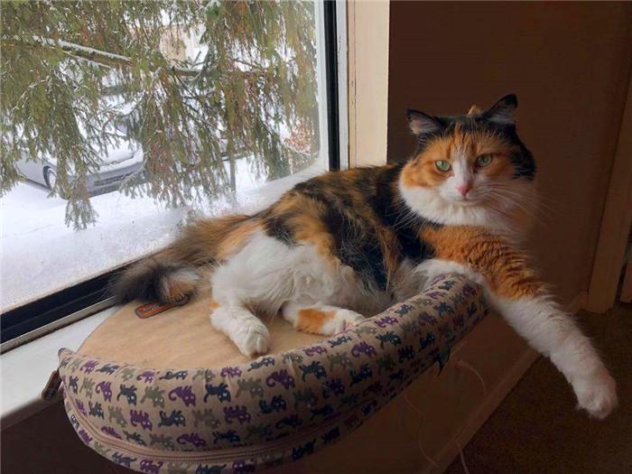 猫咪缺少微量元素怎么补(猫咪缺少微量补元素怎么办)-硒宝网