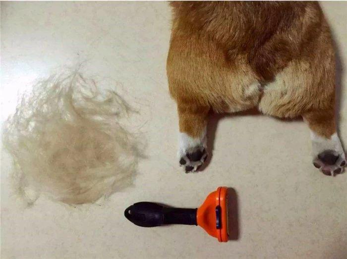 猫咪缺少微量元素怎么补(猫咪缺少微量补元素怎么办)-硒宝网