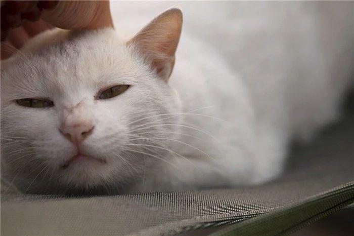 猫咪缺少微量元素怎么补(猫咪缺少微量补元素怎么办)-硒宝网