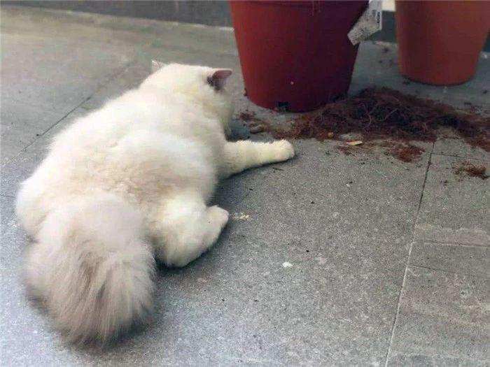 猫咪缺少微量元素怎么补(猫咪缺少微量补元素怎么办)-硒宝网