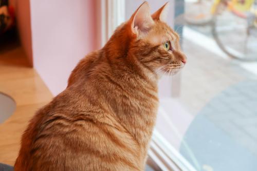 猫咪缺少微量元素怎么补(猫咪缺少微量补元素怎么办)-硒宝网