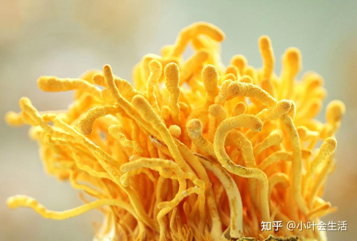 纳米硒源产品是什么（纳米硒的价格是多少）-硒宝网