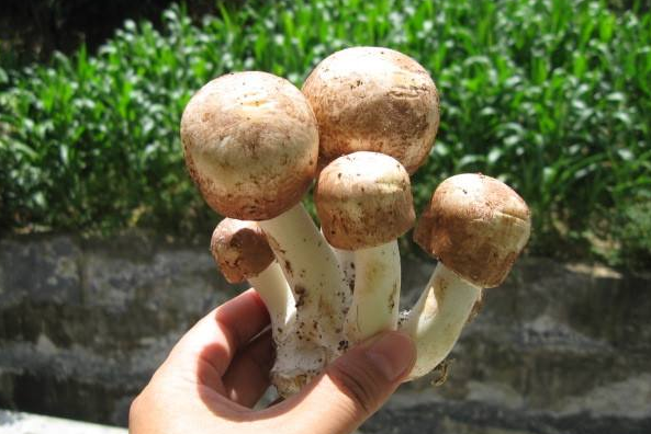 儿童化疗后补硒产品(化疗后补充硒)-硒宝网