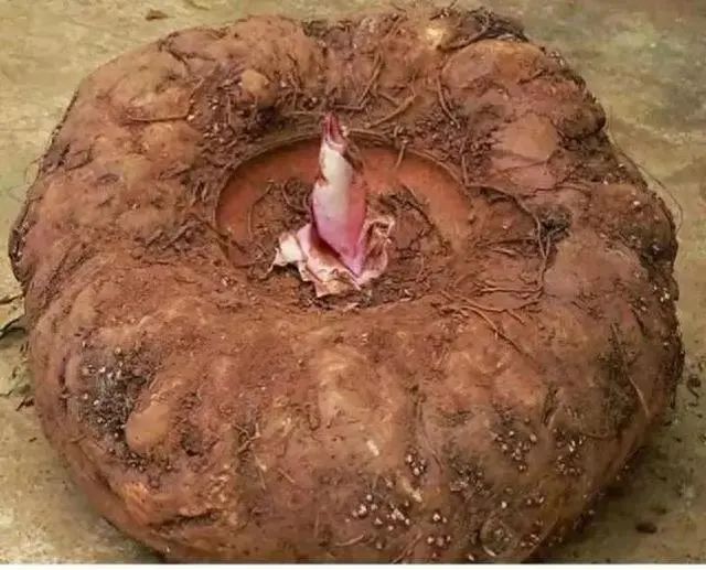 中国硒健康产品示范(硒保健食品)-硒宝网