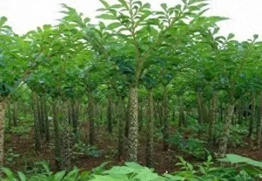 中国硒健康产品示范(硒保健食品)-硒宝网