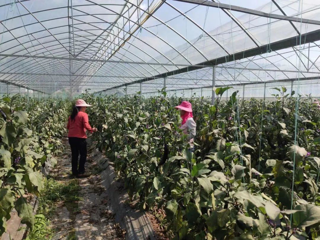 硒技术产品推广方案(推广产品的方案)-硒宝网