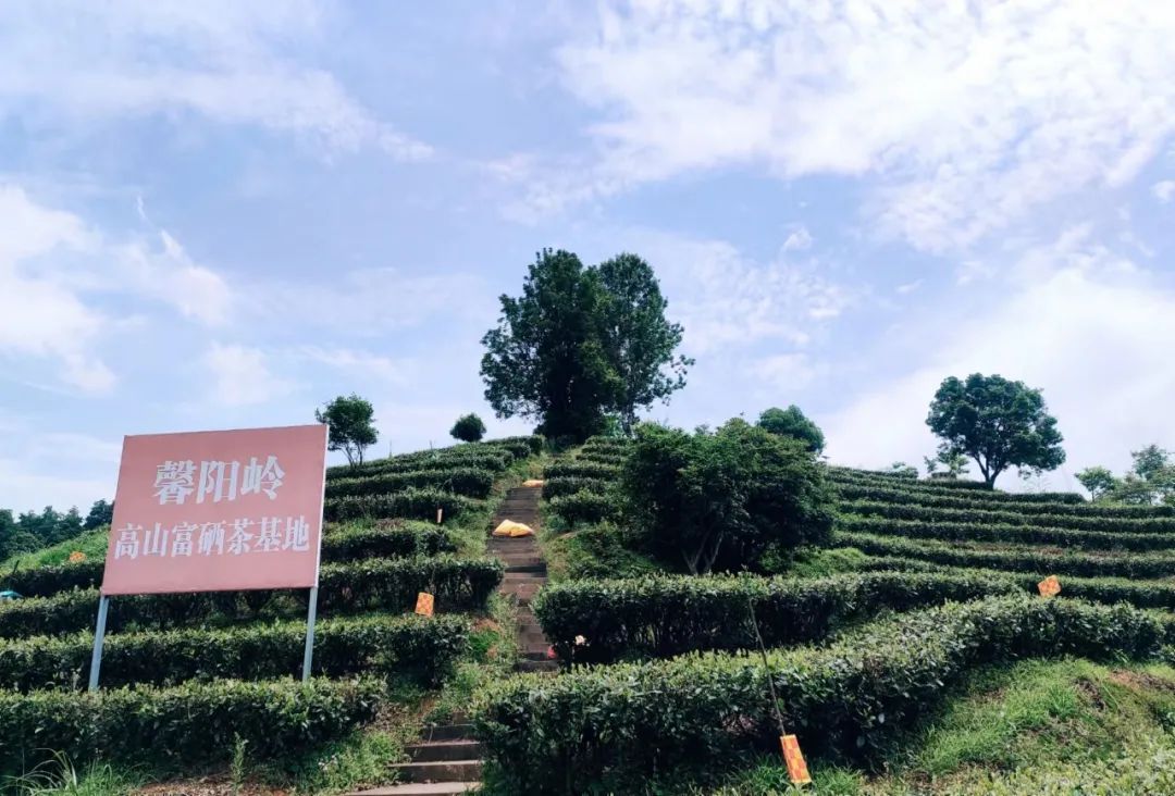 硒技术产品推广方案(推广产品的方案)-硒宝网