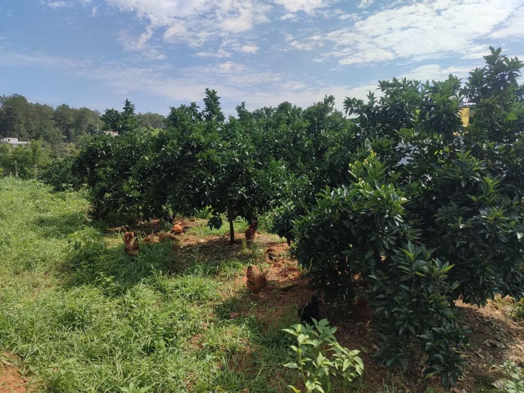 硒技术产品推广方案(推广产品的方案)-硒宝网