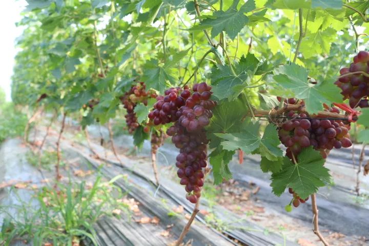 硒技术产品推广方案(推广产品的方案)-硒宝网