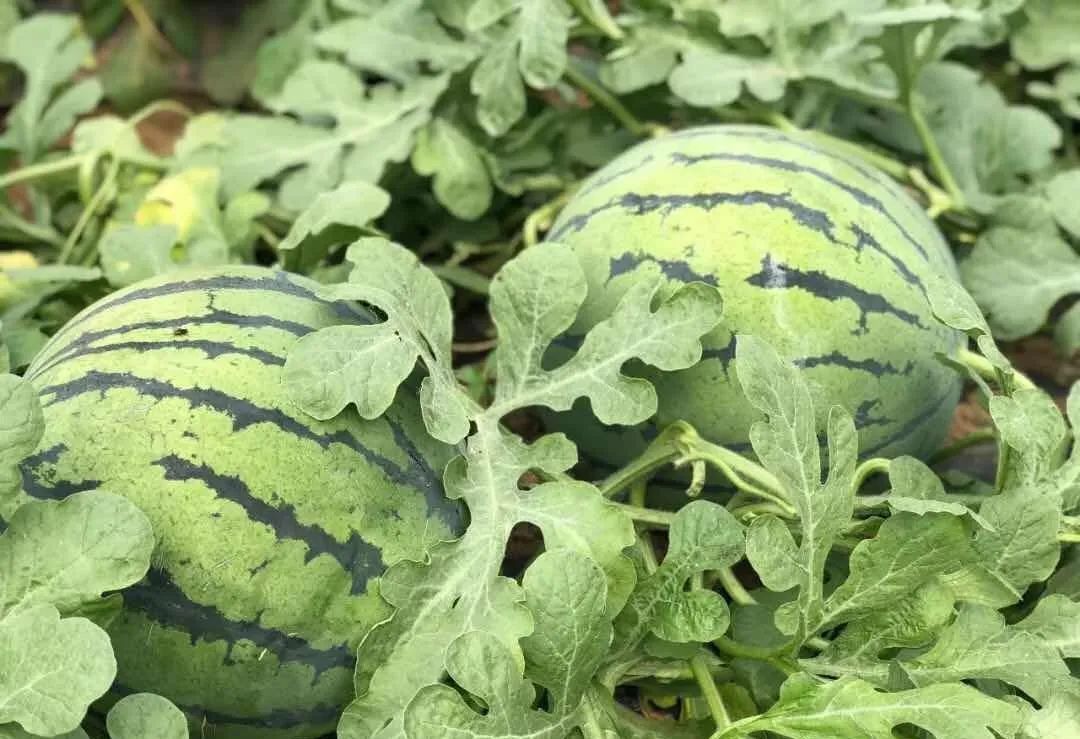 硒技术产品推广方案（推广产品方案策划）-硒宝网