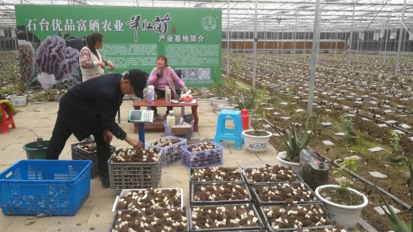 安徽石台硒产品基地（安徽石台硒茶是属哪类茶）-硒宝网