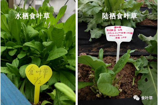 植物硒蛋白产品介绍（蛋白植物介绍产品硒含量高吗）-硒宝网