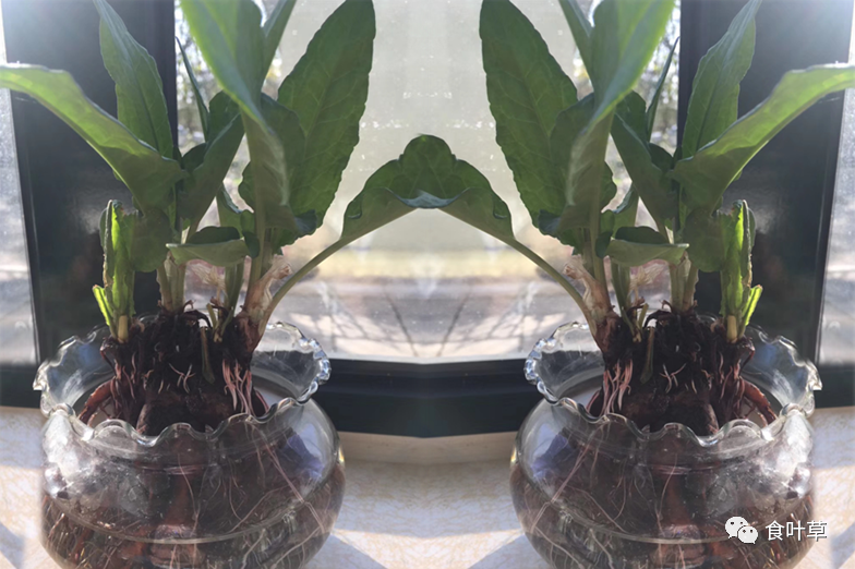 植物硒蛋白产品介绍（蛋白植物介绍产品硒含量高吗）-硒宝网