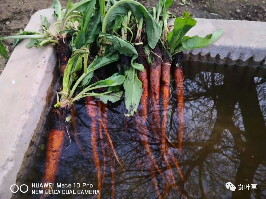 植物硒蛋白产品介绍（蛋白植物介绍产品硒含量高吗）-硒宝网