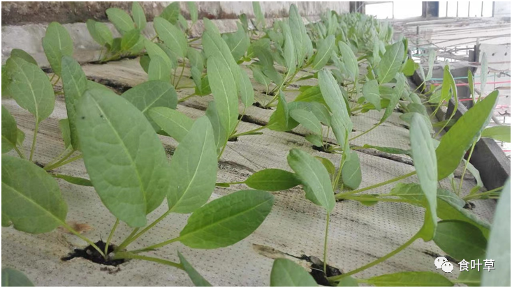 植物硒蛋白产品介绍（蛋白植物介绍产品硒含量高吗）-硒宝网