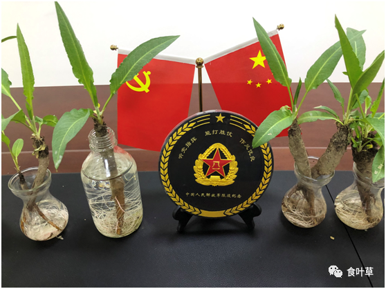 植物硒蛋白产品介绍（蛋白植物介绍产品硒含量高吗）-硒宝网