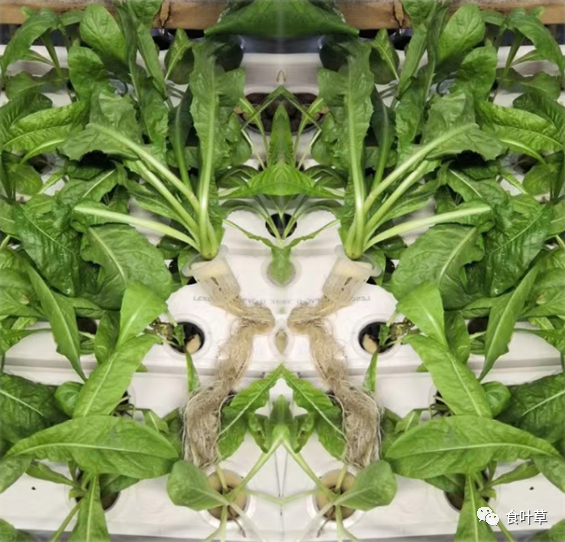 植物硒蛋白产品介绍（蛋白植物介绍产品硒含量高吗）-硒宝网