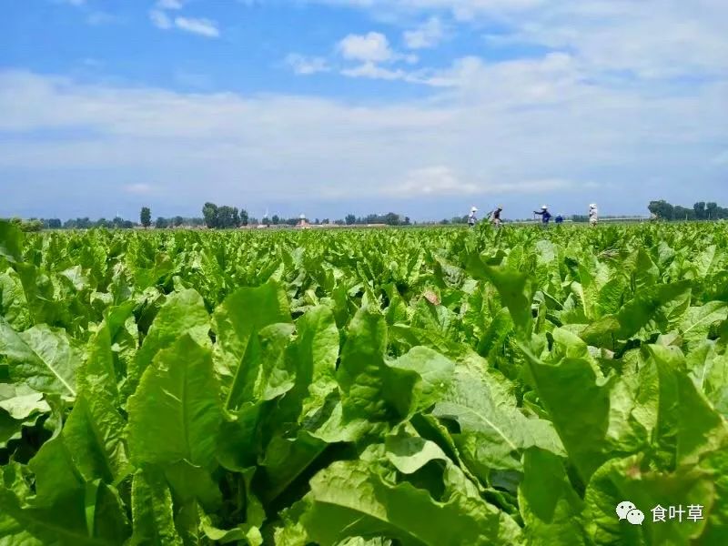 植物硒蛋白产品介绍（蛋白植物介绍产品硒含量高吗）-硒宝网