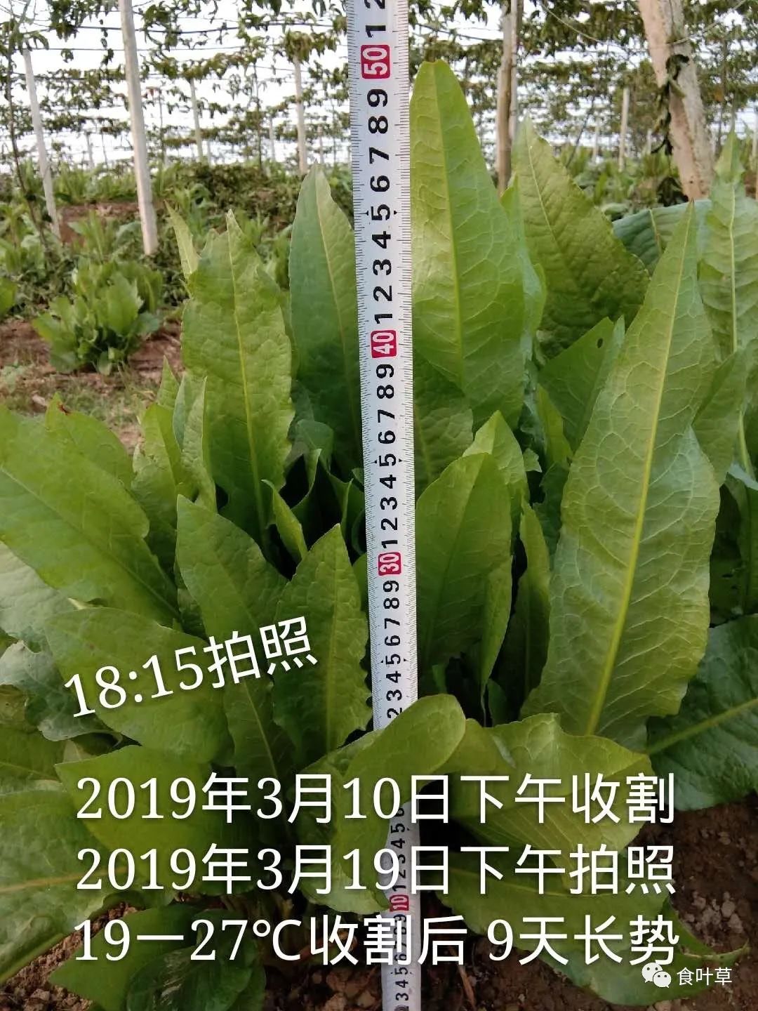植物硒蛋白产品介绍（蛋白植物介绍产品硒含量高吗）-硒宝网