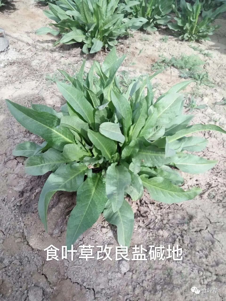 植物硒蛋白产品介绍（蛋白植物介绍产品硒含量高吗）-硒宝网