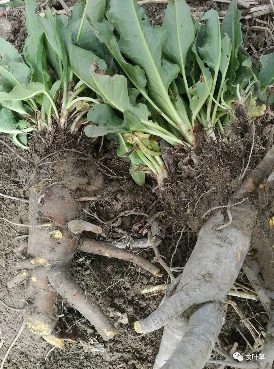 植物硒蛋白产品介绍（蛋白植物介绍产品硒含量高吗）-硒宝网