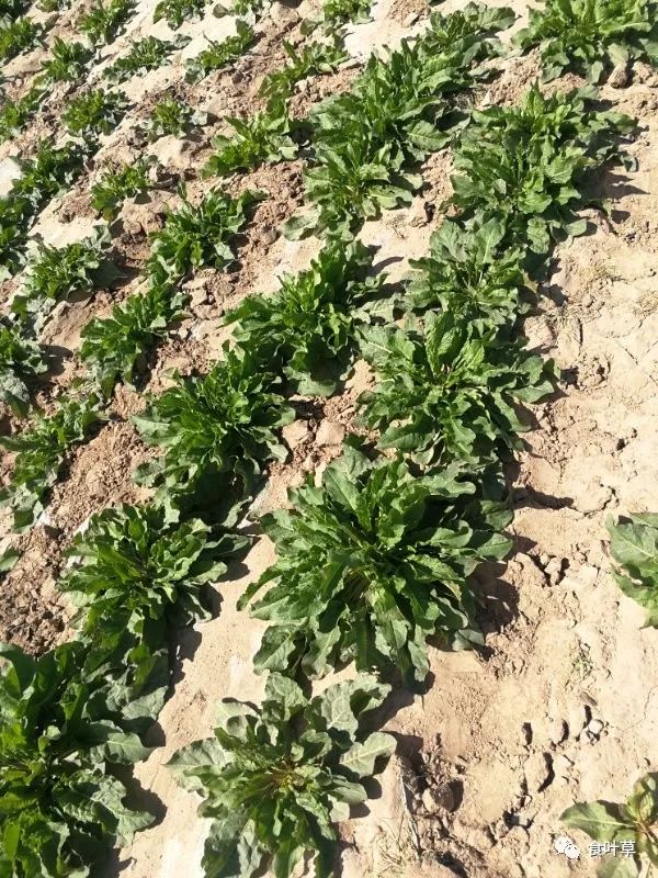 植物硒蛋白产品介绍（蛋白植物介绍产品硒含量高吗）-硒宝网