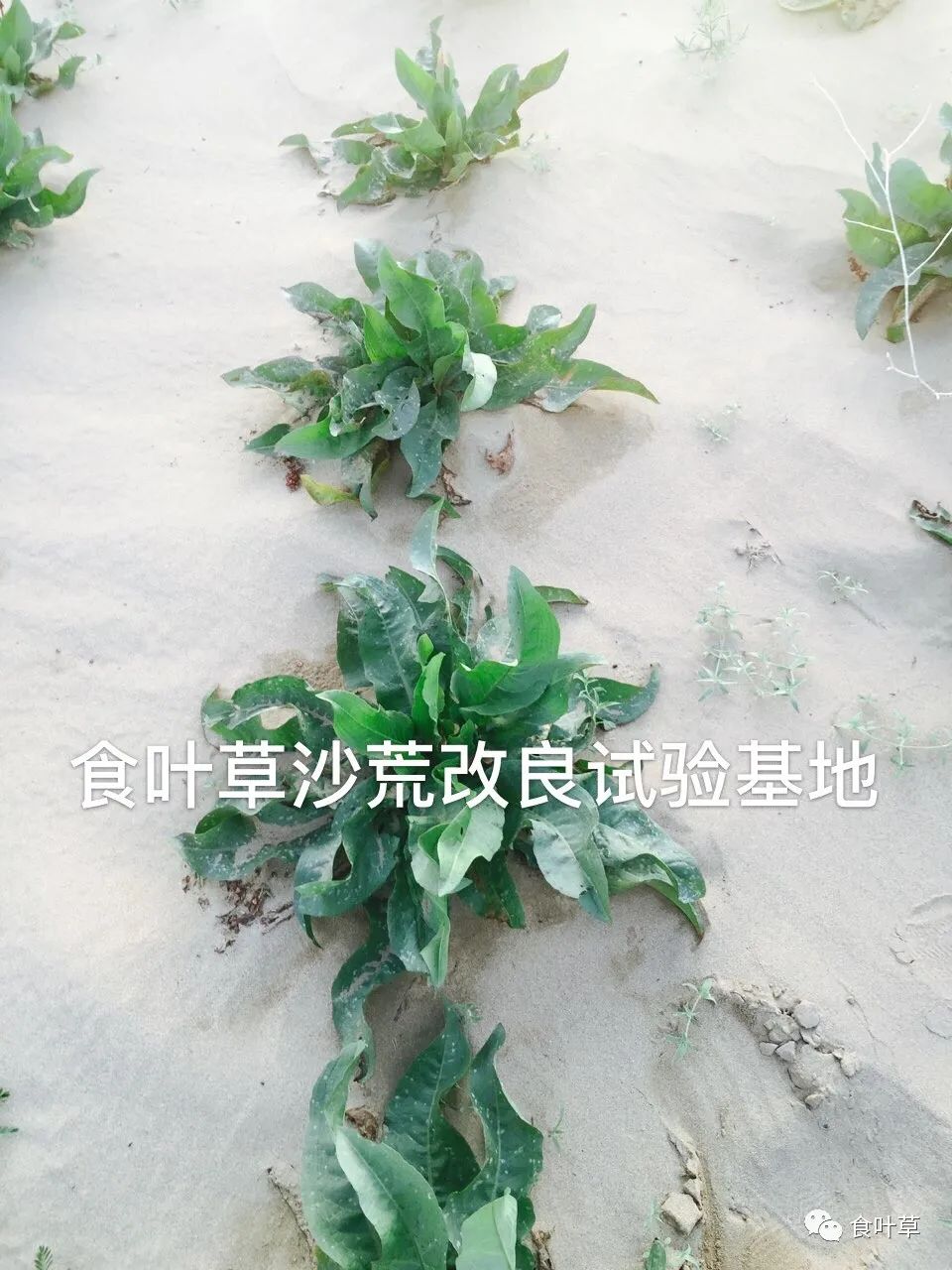 植物硒蛋白产品介绍（蛋白植物介绍产品硒含量高吗）-硒宝网
