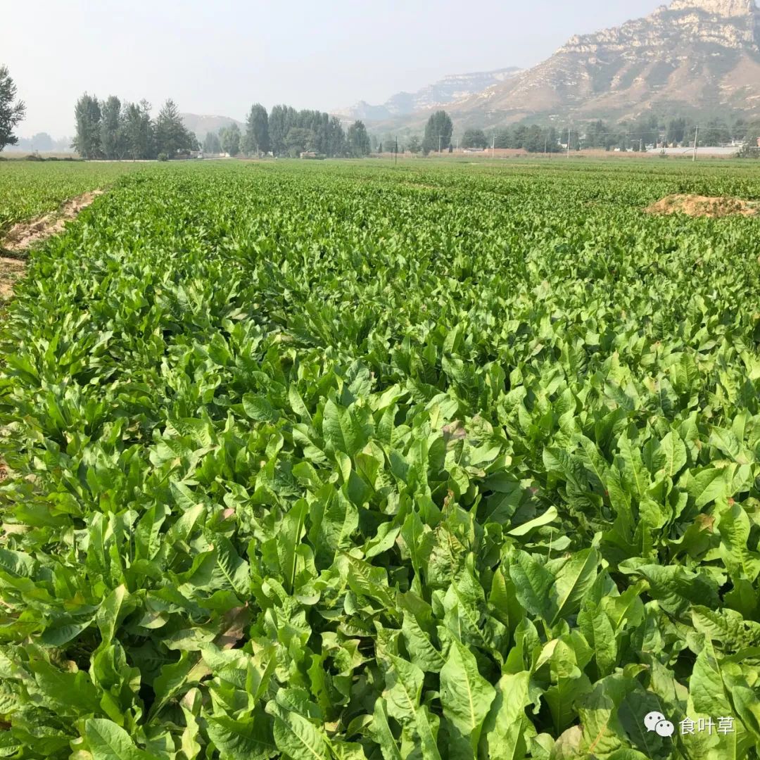 植物硒蛋白产品介绍（蛋白植物介绍产品硒含量高吗）-硒宝网