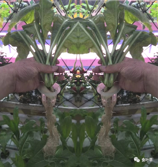 植物硒蛋白产品介绍（蛋白植物介绍产品硒含量高吗）-硒宝网