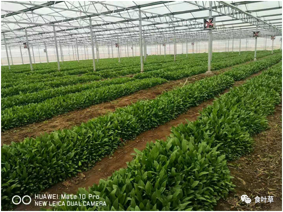 植物硒蛋白产品介绍（蛋白植物介绍产品硒含量高吗）-硒宝网