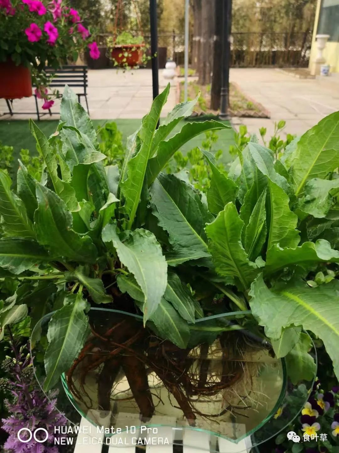 植物硒蛋白产品介绍（蛋白植物介绍产品硒含量高吗）-硒宝网