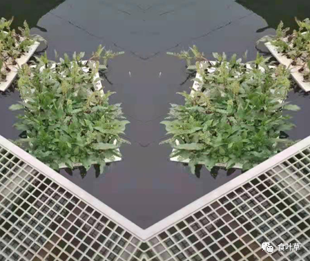 植物硒蛋白产品介绍（蛋白植物介绍产品硒含量高吗）-硒宝网