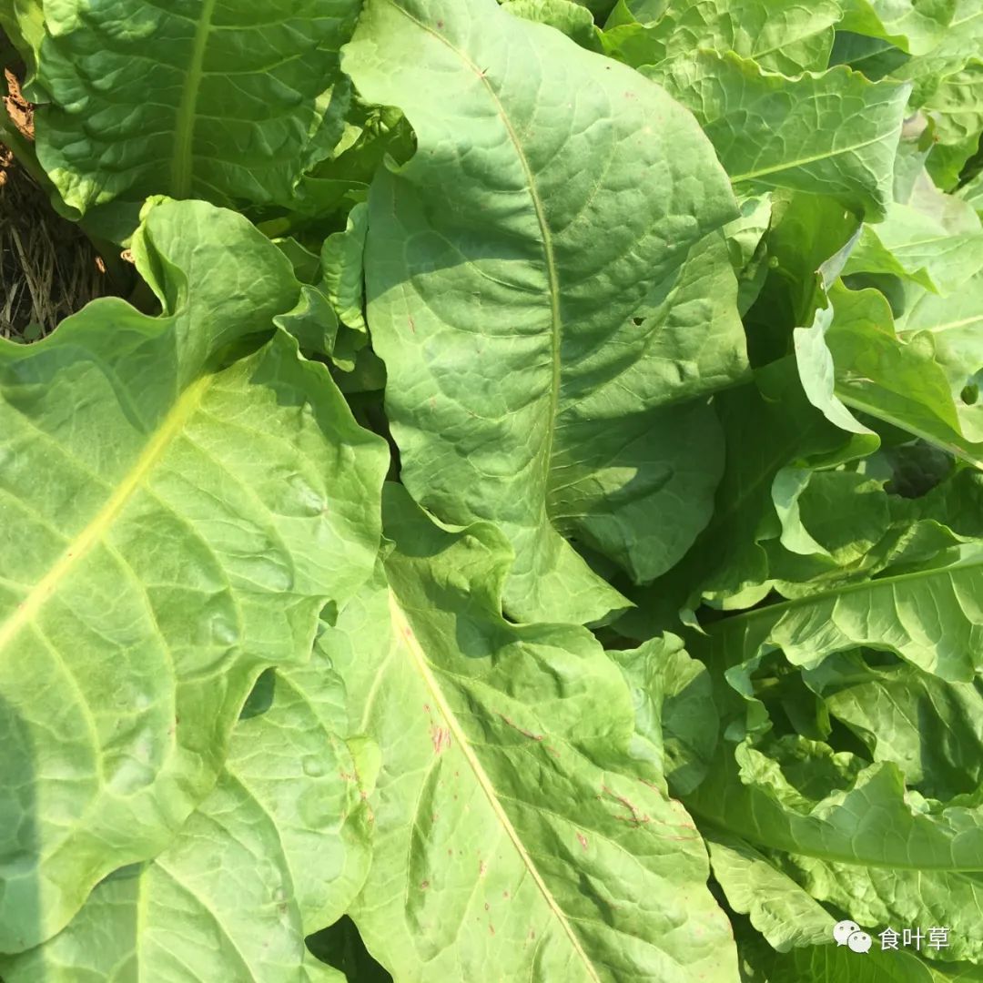 植物硒蛋白产品介绍（蛋白植物介绍产品硒含量高吗）-硒宝网