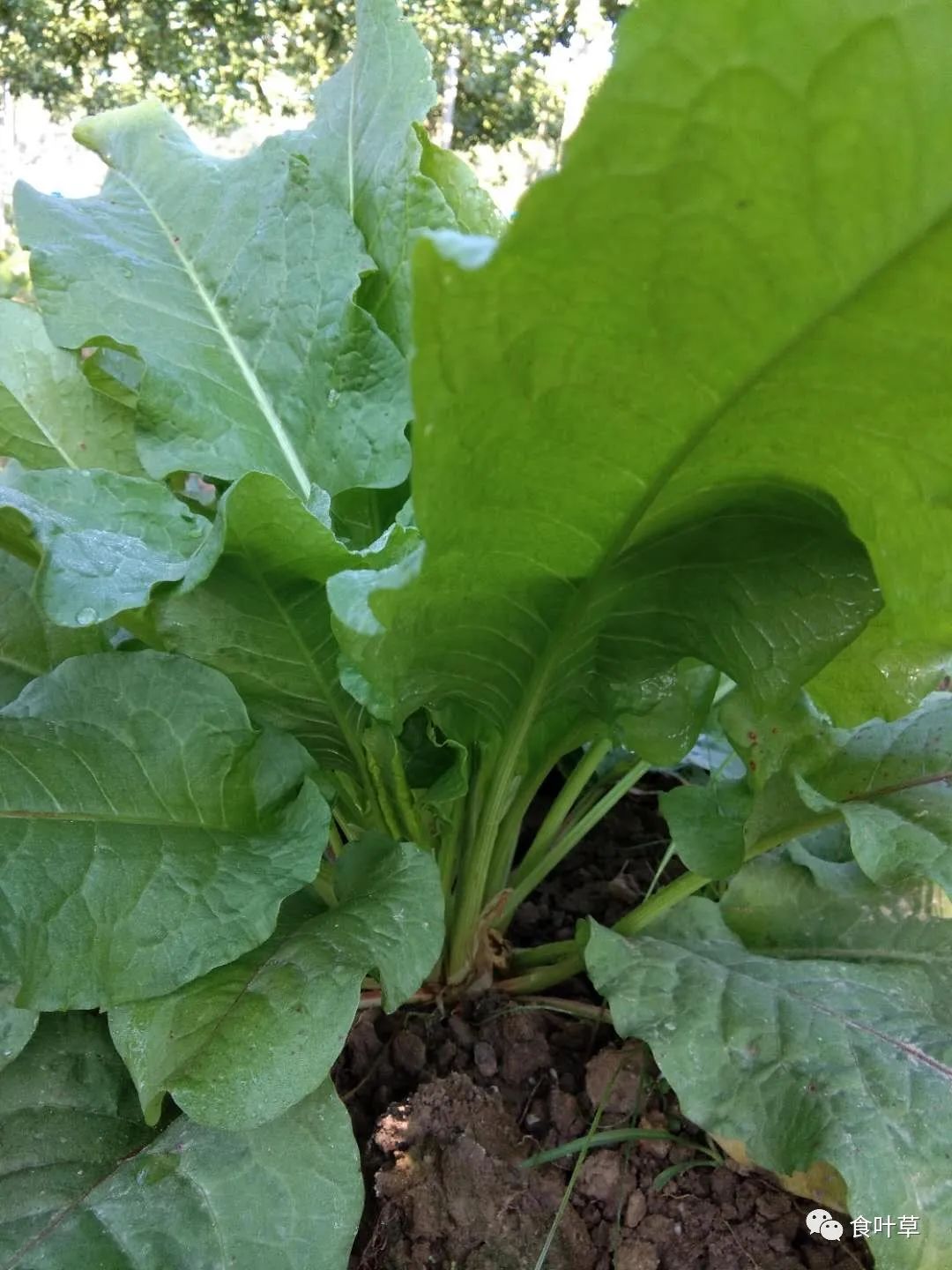 植物硒蛋白产品介绍（蛋白植物介绍产品硒含量高吗）-硒宝网