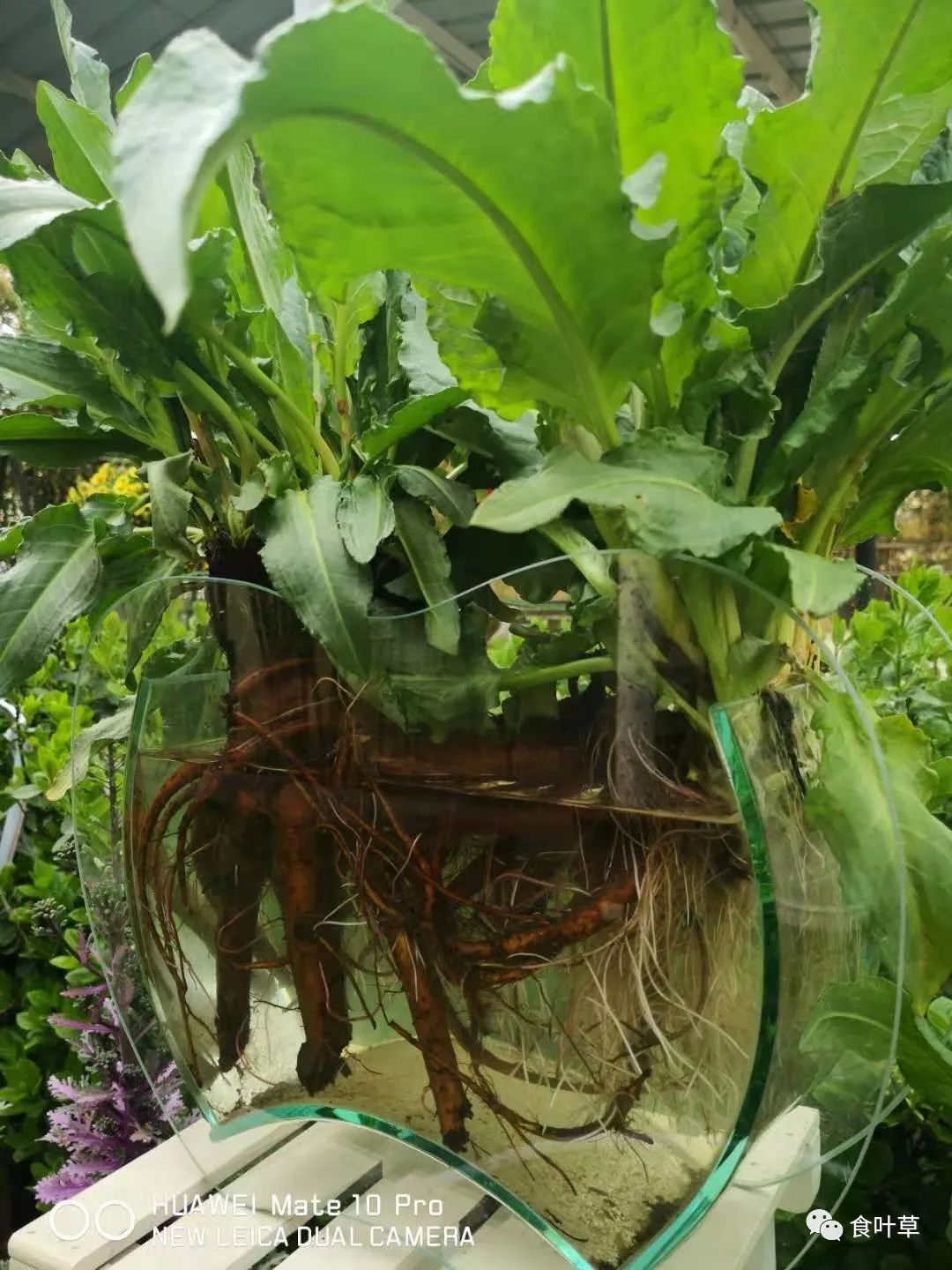 植物硒蛋白产品介绍（蛋白植物介绍产品硒含量高吗）-硒宝网