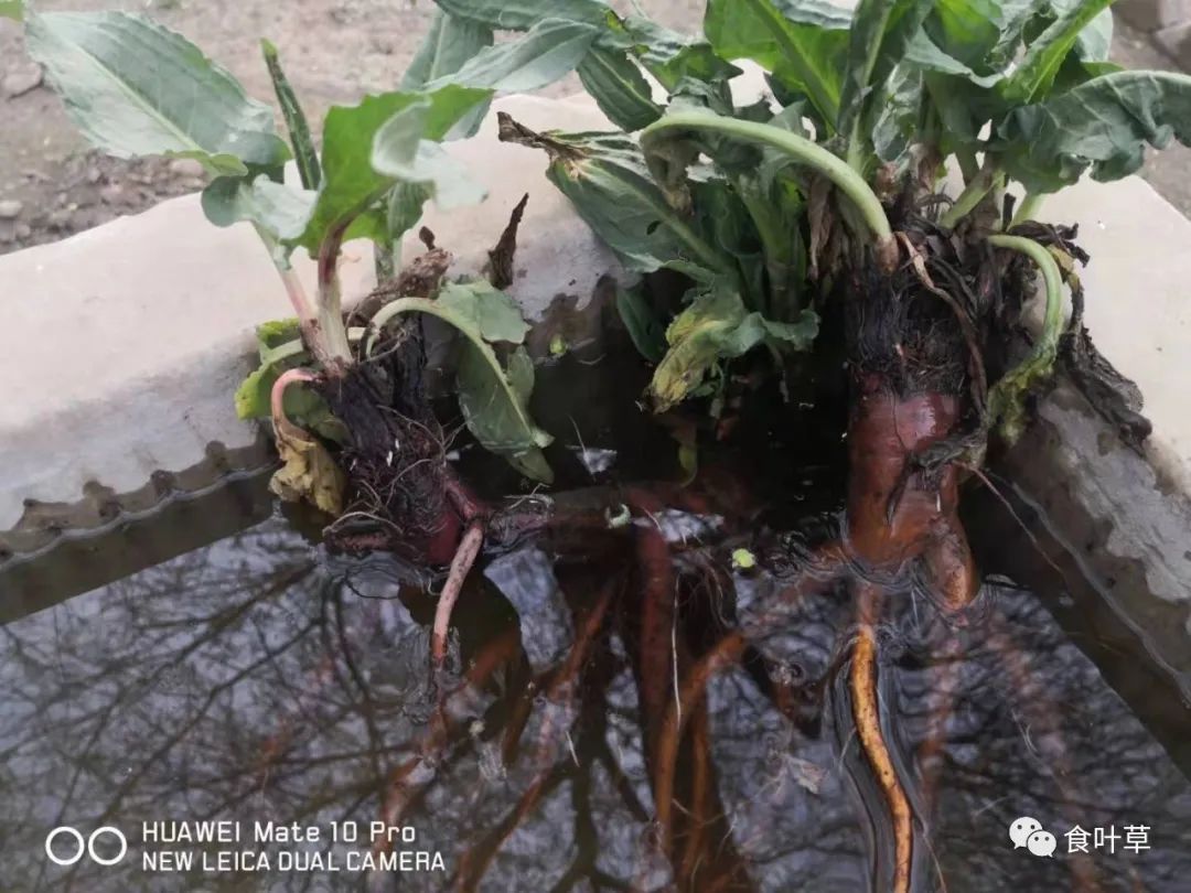 植物硒蛋白产品介绍（蛋白植物介绍产品硒含量高吗）-硒宝网