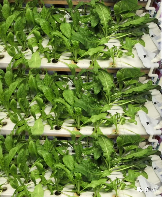 植物硒蛋白产品介绍（蛋白植物介绍产品硒含量高吗）-硒宝网