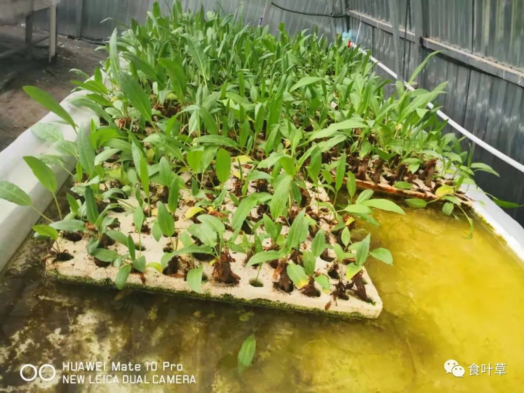 植物硒蛋白产品介绍（蛋白植物介绍产品硒含量高吗）-硒宝网