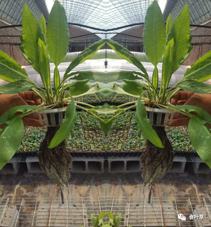 植物硒蛋白产品介绍（蛋白植物介绍产品硒含量高吗）-硒宝网