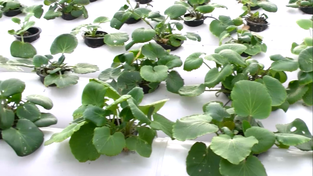 植物硒蛋白产品介绍（蛋白硒和植物硒哪个吸收更好）-硒宝网