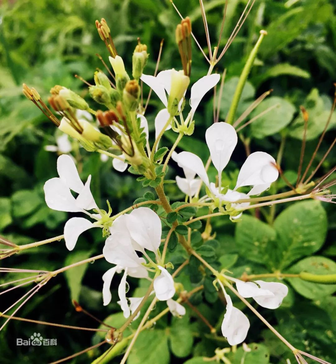 硒土豆地理标志产品（含硒的土豆哪里有）-硒宝网