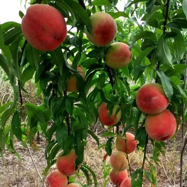 硒土豆地理标志产品（含硒的土豆哪里有）-硒宝网
