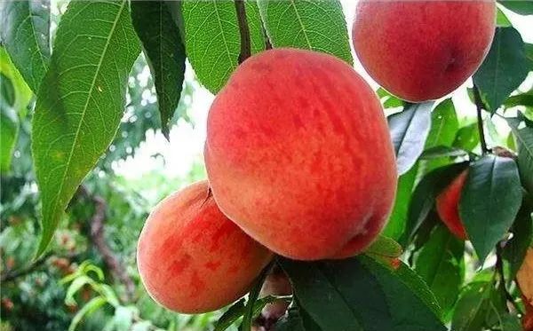 硒土豆地理标志产品（含硒的土豆哪里有）-硒宝网